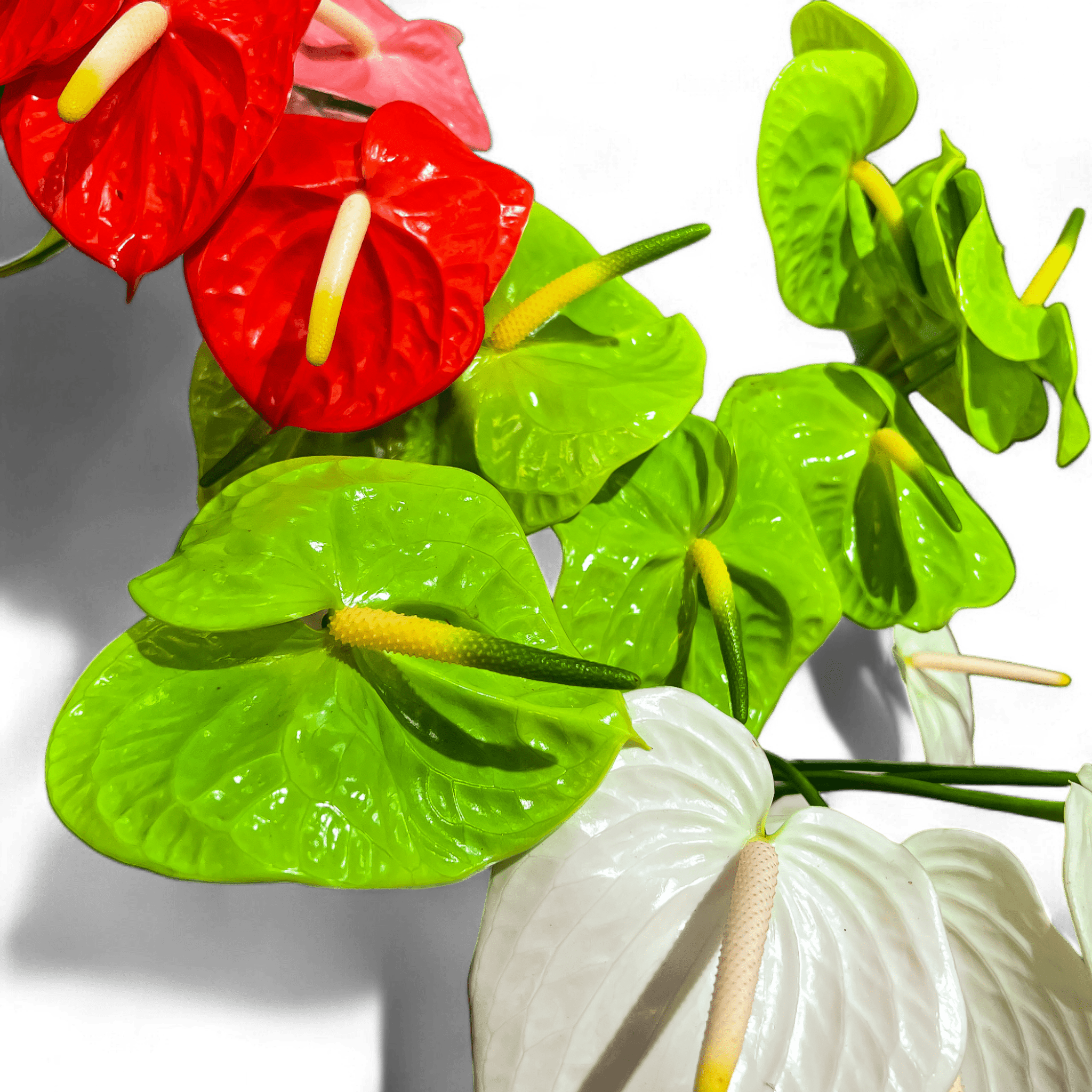 5 Reasons Anthuriums Make Ideal Houseplants - Green Fresh Florals + Plants