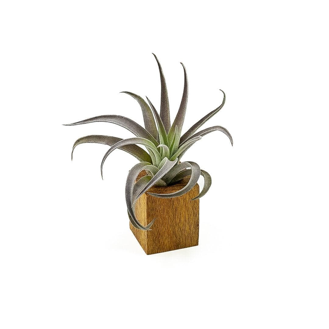 Acacia Wood Air Plant Holder - Green Fresh Florals + Plants