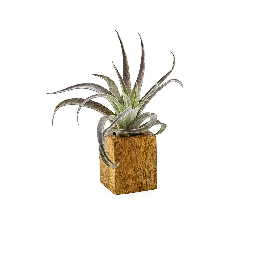 Acacia Wood Air Plant Holder - Green Fresh Florals + Plants