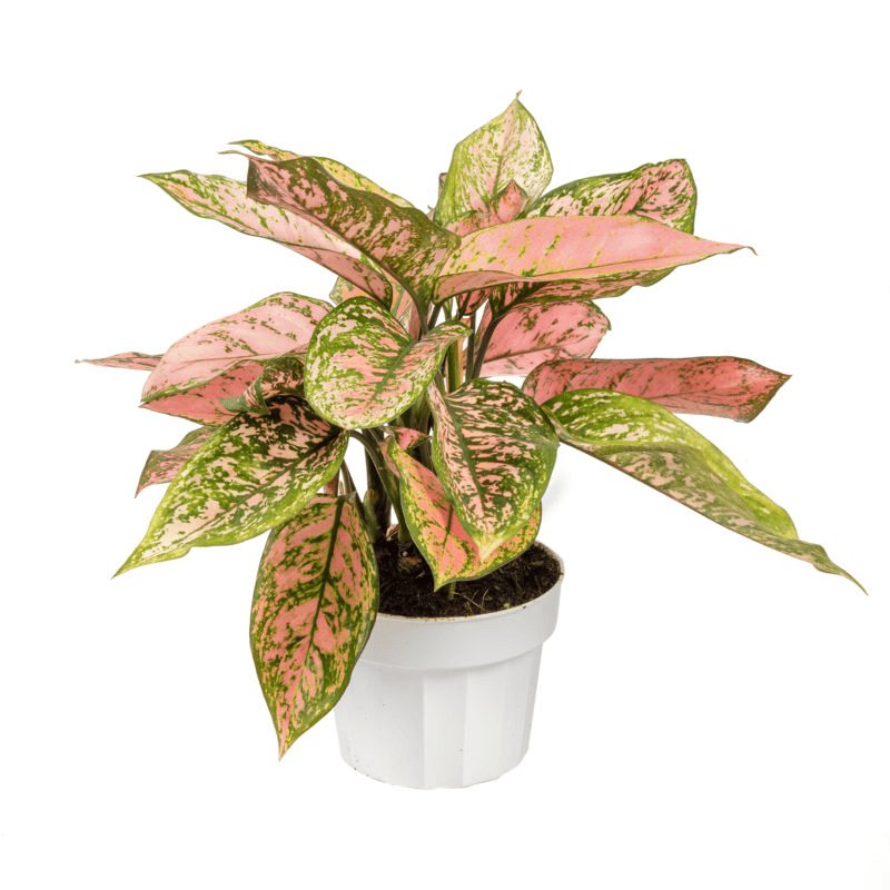 Aglaonema Lady Valentine - Green Fresh Florals + Plants