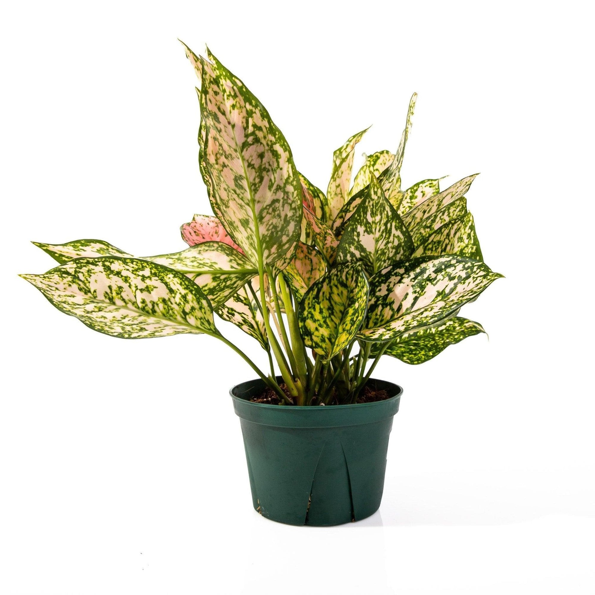 Aglaonema Lady Valentine - Green Fresh Florals + Plants