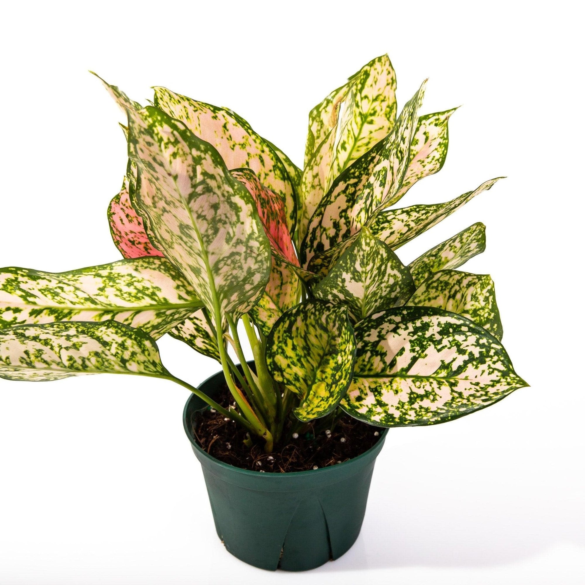 Aglaonema Lady Valentine - Green Fresh Florals + Plants