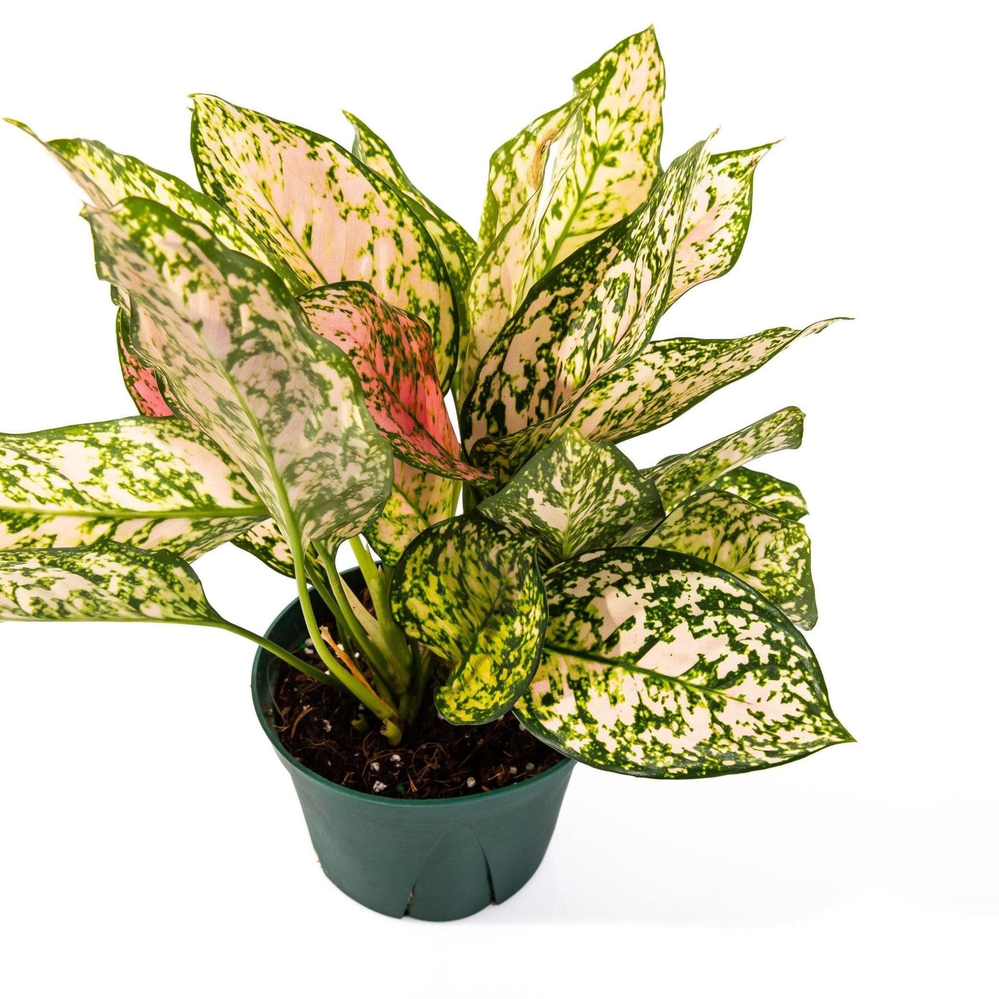 Aglaonema Lady Valentine - Green Fresh Florals + Plants