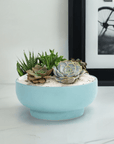 Air Blue Crystal Succulent Garden - Green Fresh Florals + Plants