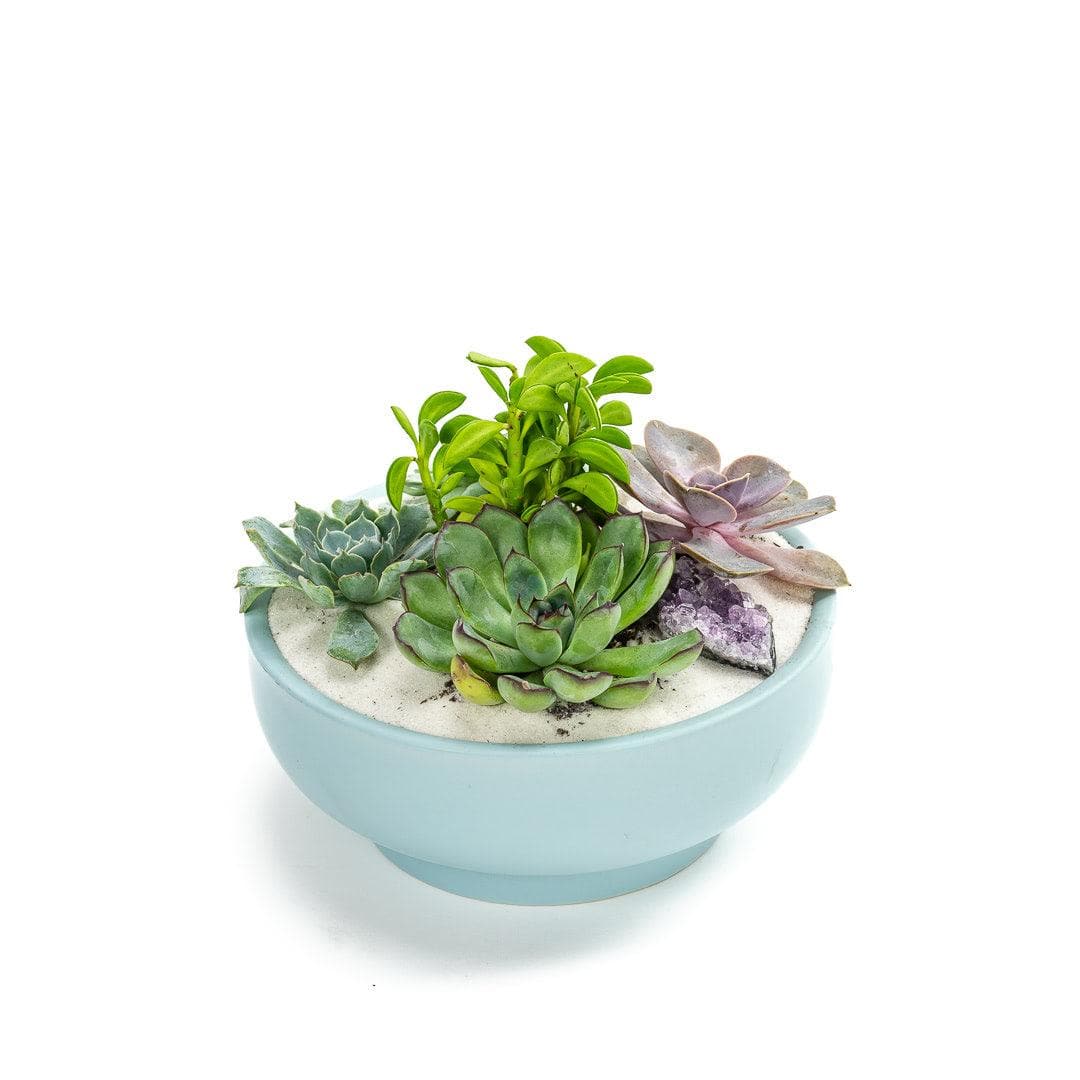 Air Blue Crystal Succulent Garden - Green Fresh Florals + Plants