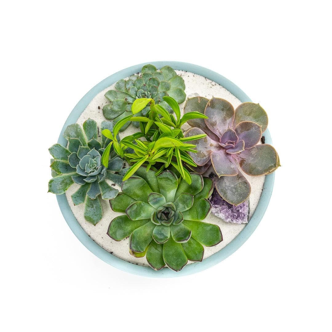 Air Blue Crystal Succulent Garden - Green Fresh Florals + Plants