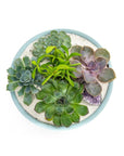 Air Blue Crystal Succulent Garden - Green Fresh Florals + Plants