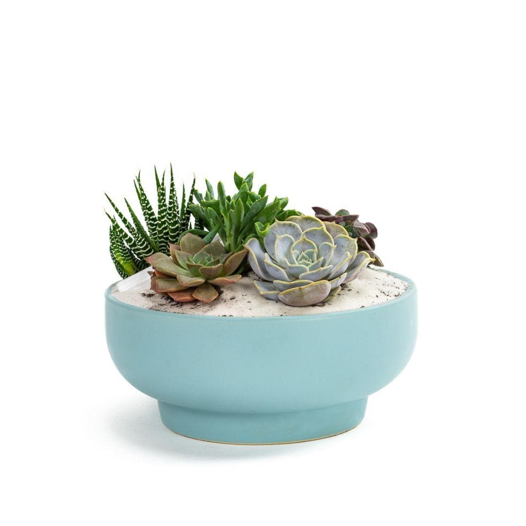 Air Blue Crystal Succulent Garden - Green Fresh Florals + Plants