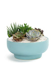 Air Blue Crystal Succulent Garden - Green Fresh Florals + Plants