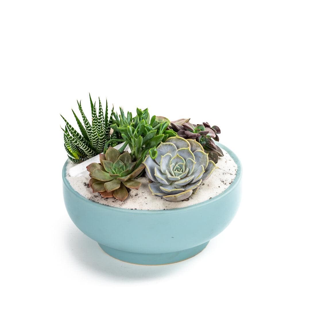 Air Blue Crystal Succulent Garden - Green Fresh Florals + Plants