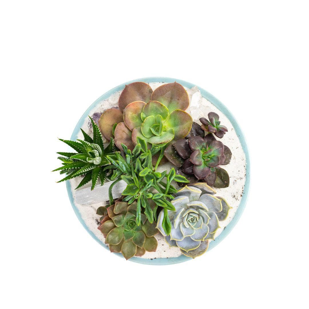 Air Blue Crystal Succulent Garden - Green Fresh Florals + Plants