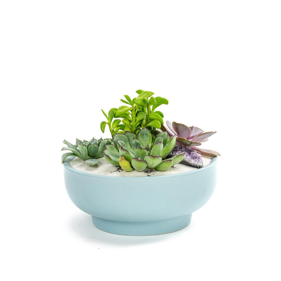 Air Blue Crystal Succulent Garden - Green Fresh Florals + Plants