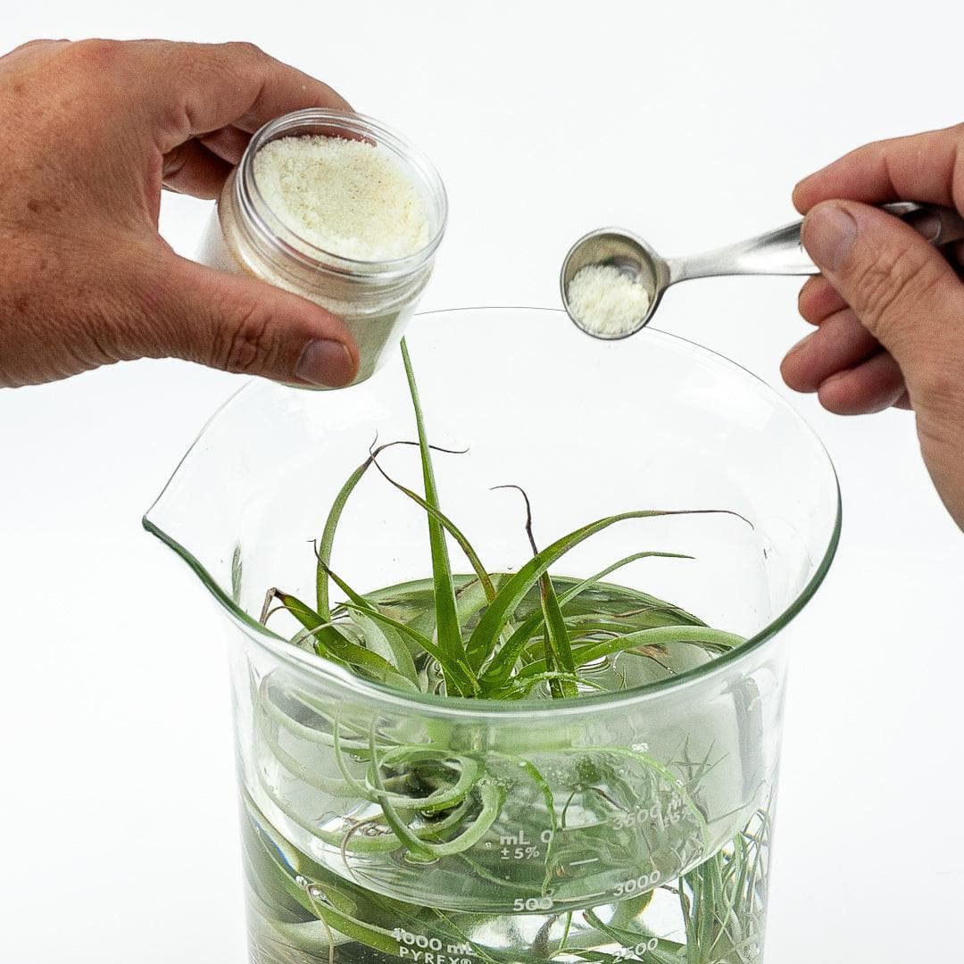 Air Plant Food - Green Fresh Florals + Plants