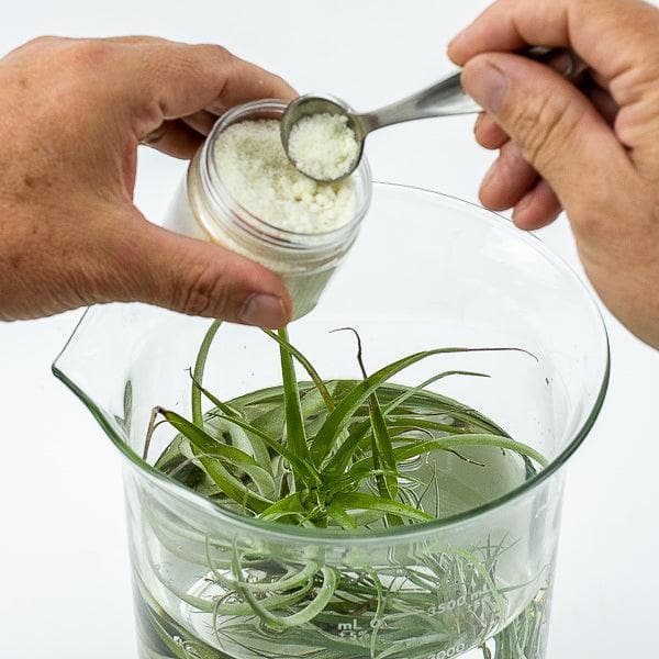 Air Plant Food - Green Fresh Florals + Plants