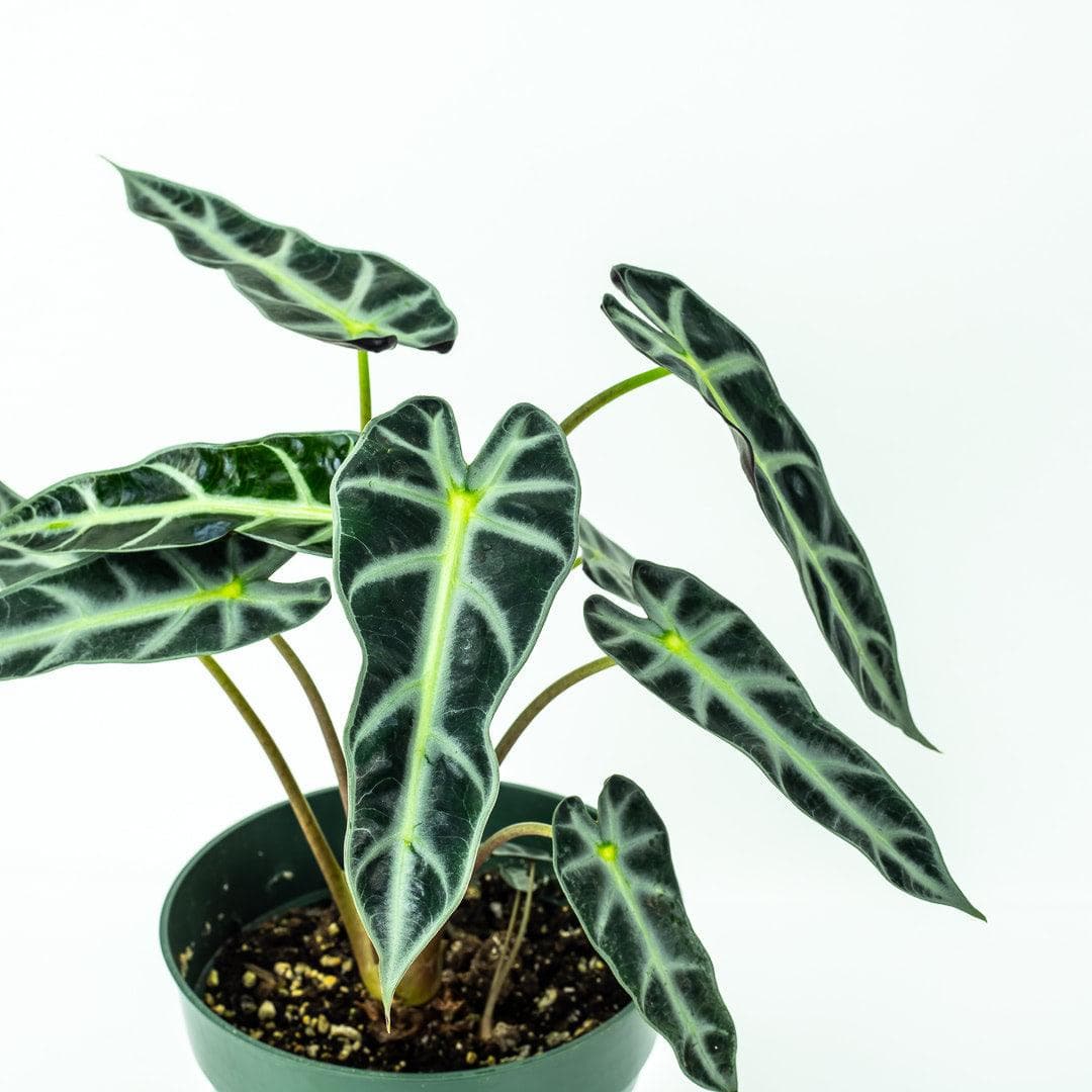 Alocasia African Mask - Green Fresh Florals + Plants