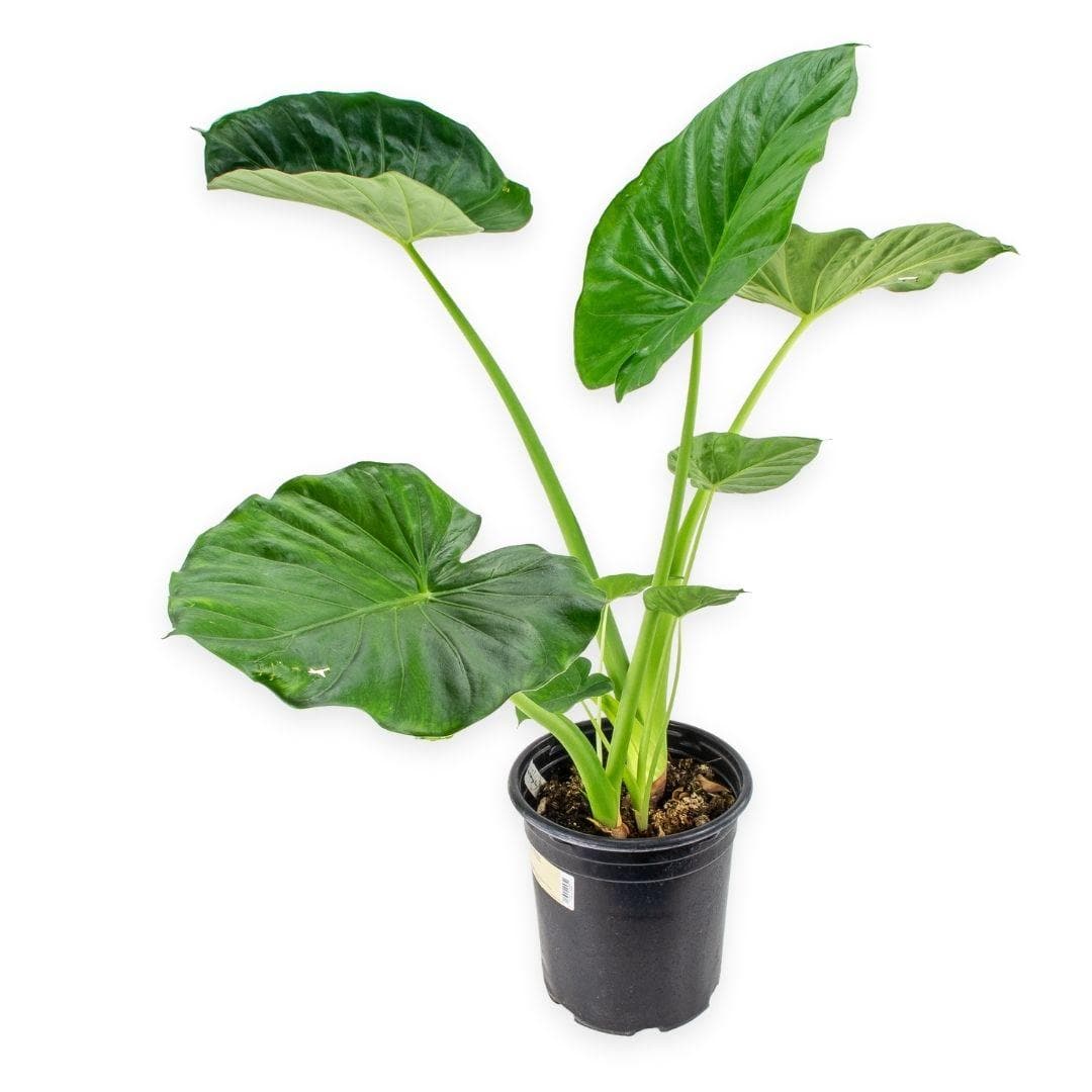 Alocasia Calidora - Green Fresh Florals + Plants