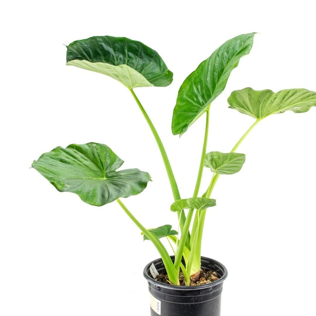 Alocasia Calidora - Green Fresh Florals + Plants