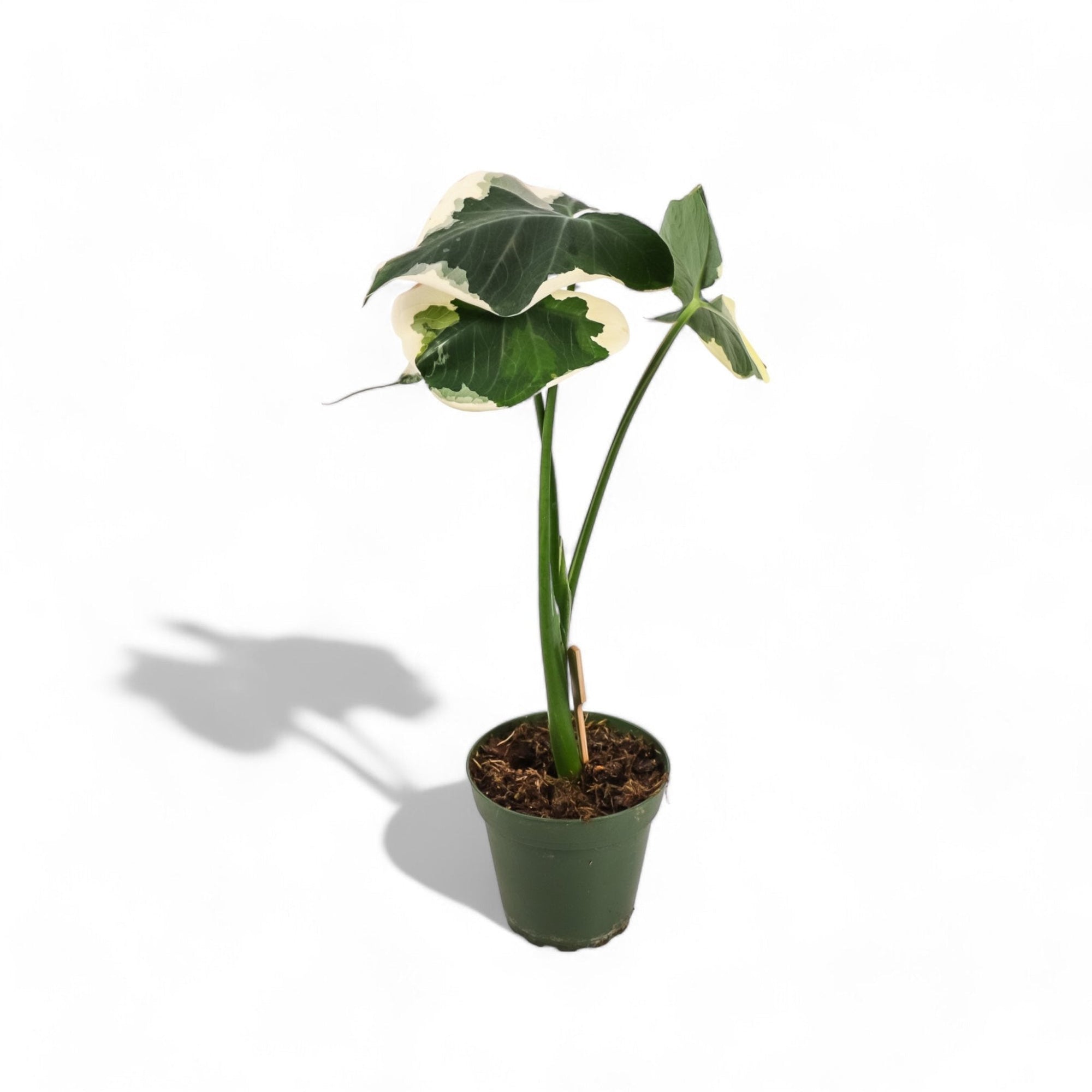 Alocasia Mickey Mouse - Green Fresh Florals + Plants