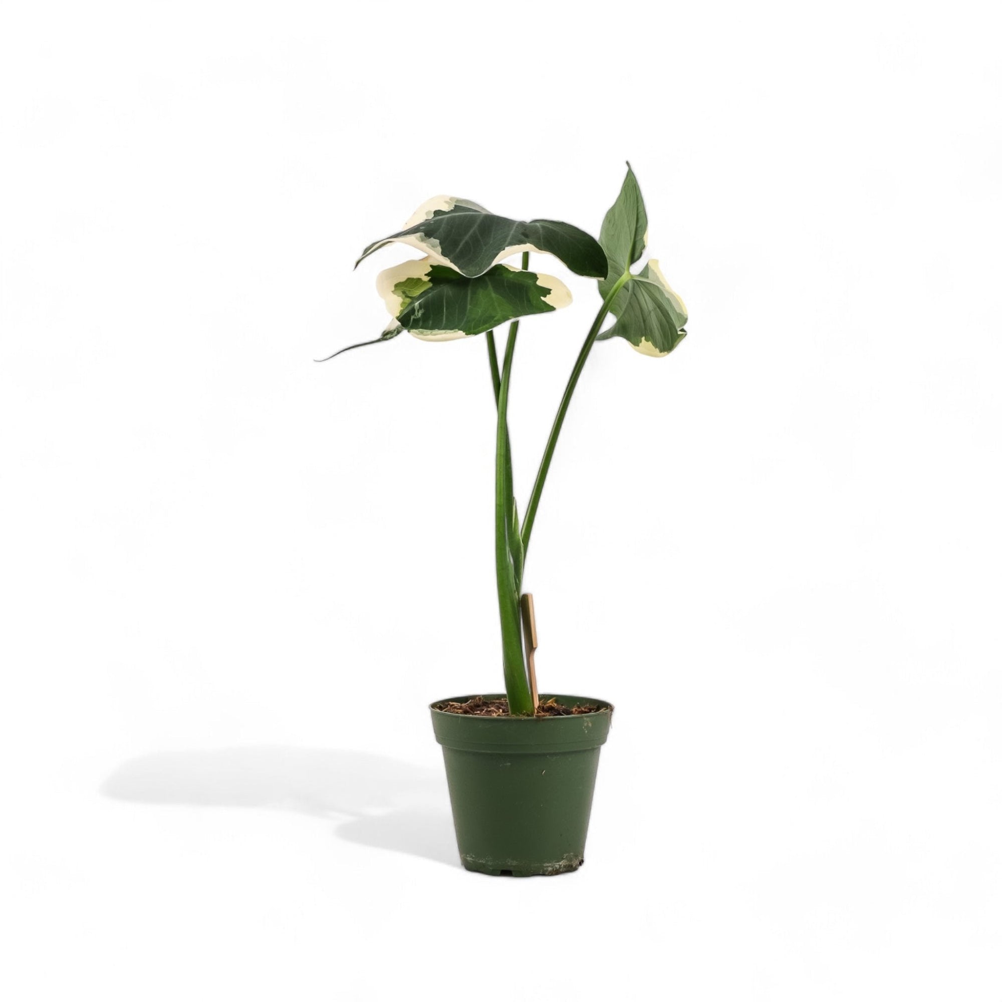 Alocasia Mickey Mouse - Green Fresh Florals + Plants