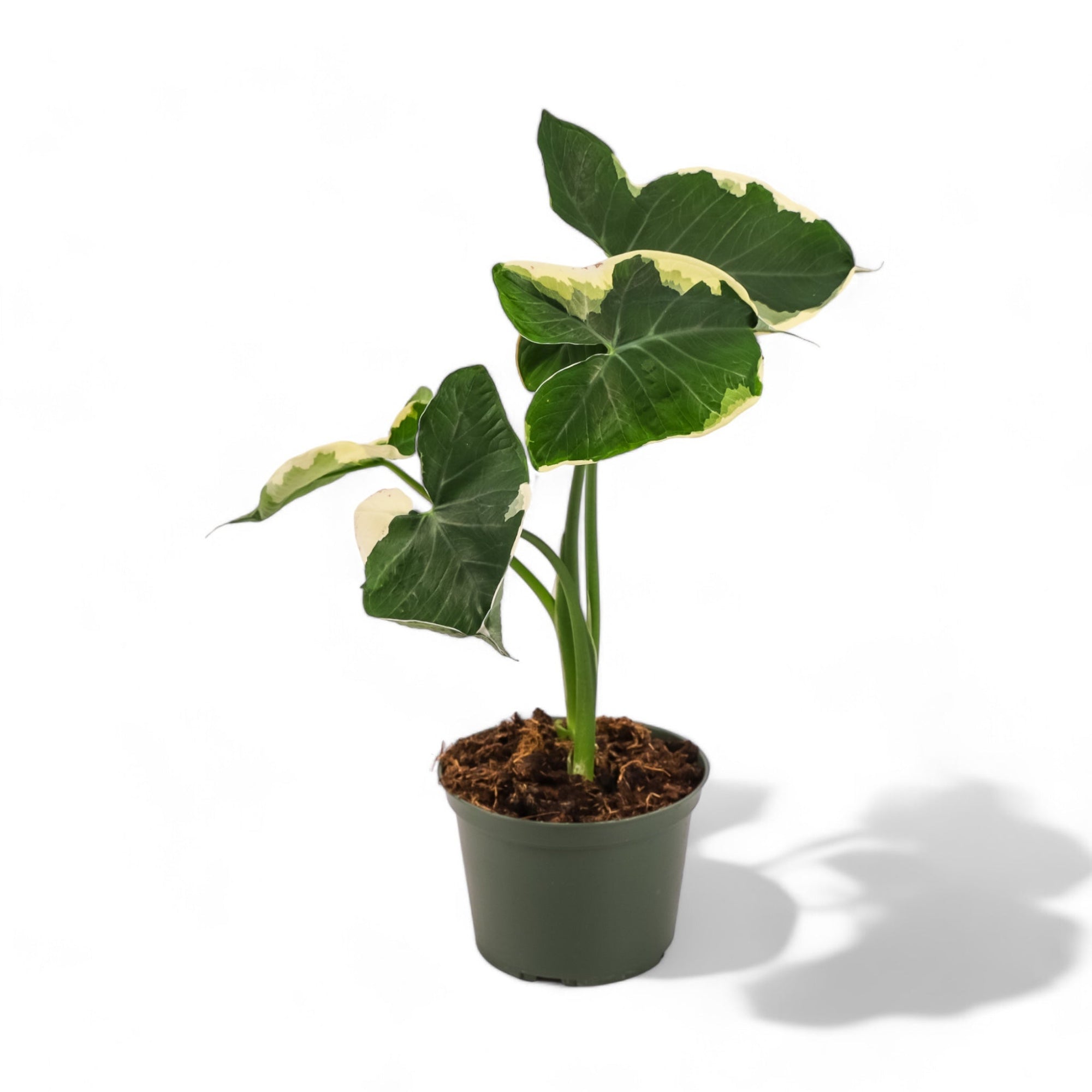 Alocasia Mickey Mouse - Green Fresh Florals + Plants