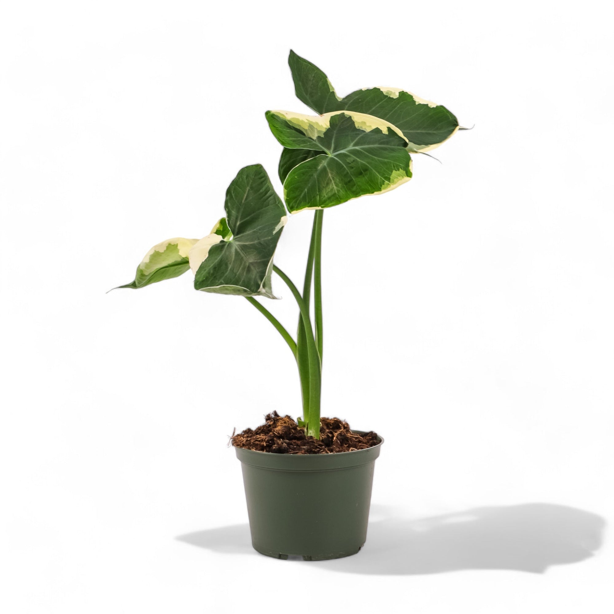 Alocasia Mickey Mouse - Green Fresh Florals + Plants