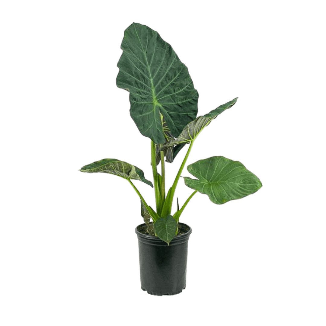 Alocasia Regal Shield - Green Fresh Florals + Plants