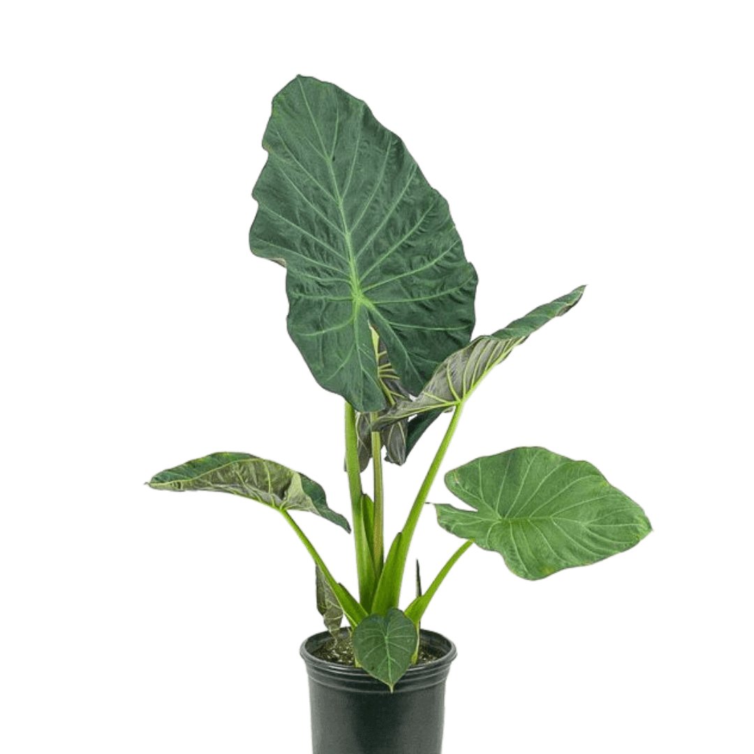 Alocasia Regal Shield - Green Fresh Florals + Plants