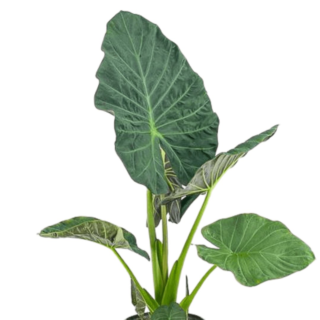 Alocasia Regal Shield - Green Fresh Florals + Plants