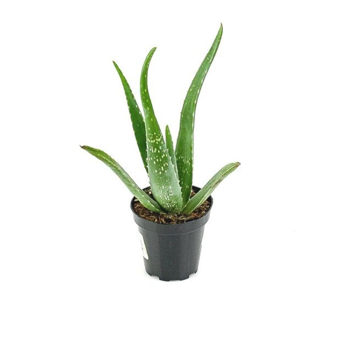 Aloe Vera - Green Fresh Florals + Plants