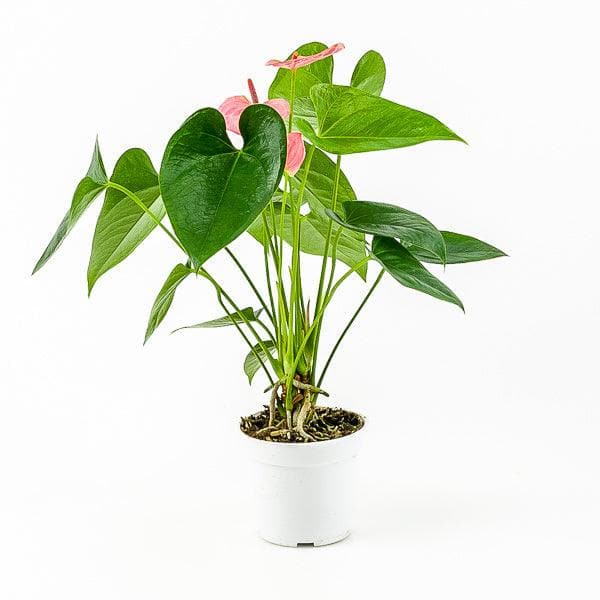 Anthurium Plant - Green Fresh Florals + Plants