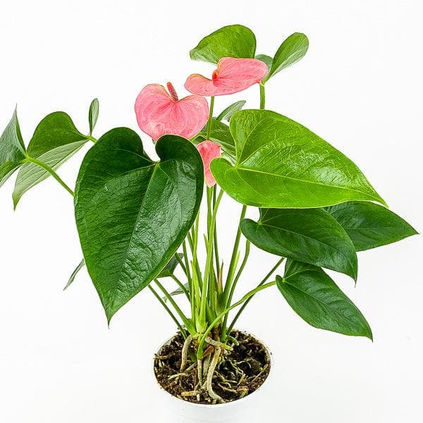 Anthurium Plant - Green Fresh Florals + Plants