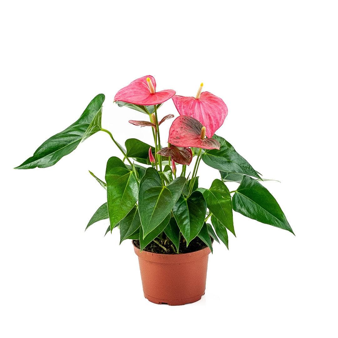 Anthurium Plant - Green Fresh Florals + Plants