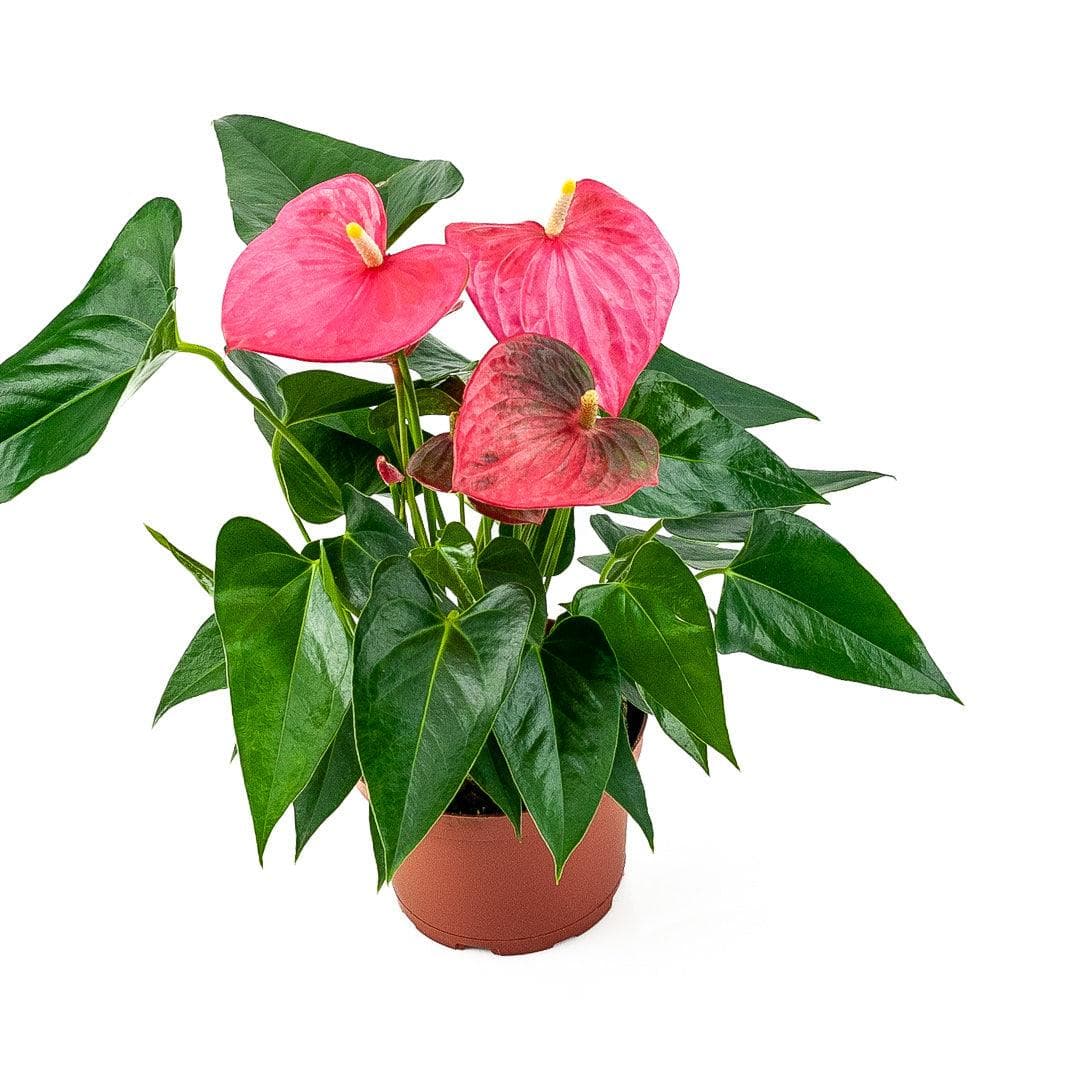 Anthurium Plant - Green Fresh Florals + Plants