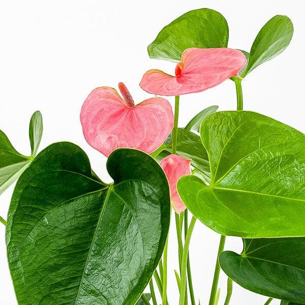 Anthurium Plant - Green Fresh Florals + Plants