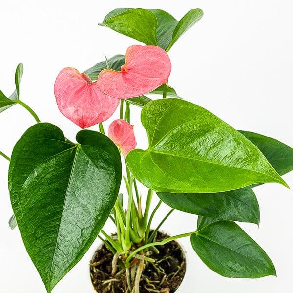 Anthurium Plant - Green Fresh Florals + Plants