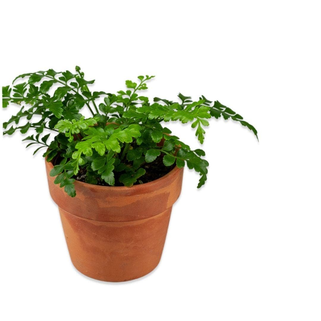 Austral Gem Fern - Green Fresh Florals + Plants