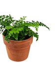 Austral Gem Fern - Green Fresh Florals + Plants