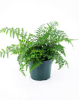 Austral Gem Fern - Green Fresh Florals + Plants