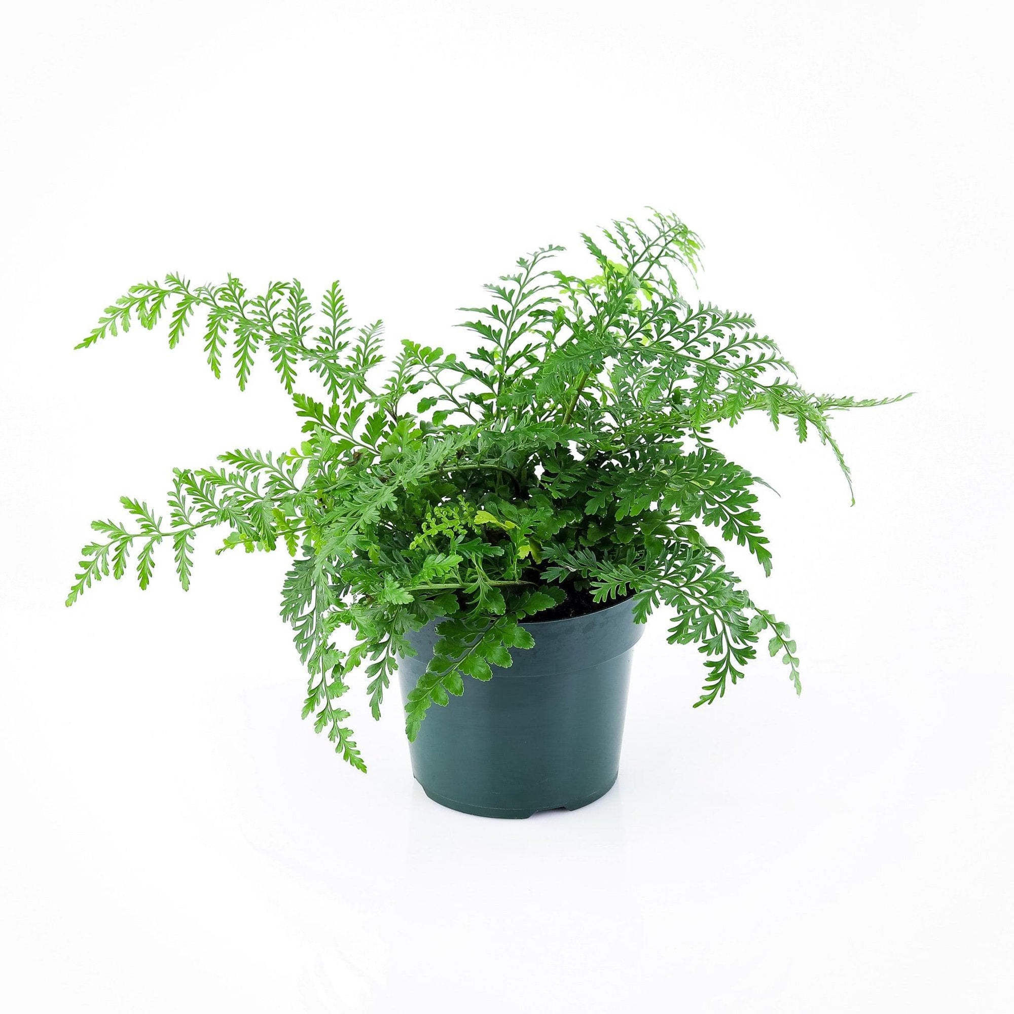 Austral Gem Fern - Green Fresh Florals + Plants