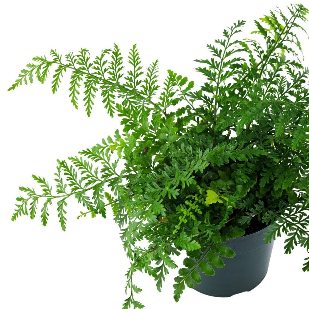 Austral Gem Fern - Green Fresh Florals + Plants