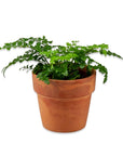 Austral Gem Fern - Green Fresh Florals + Plants