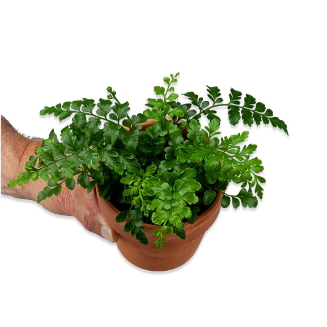 Austral Gem Fern - Green Fresh Florals + Plants