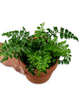 Austral Gem Fern - Green Fresh Florals + Plants