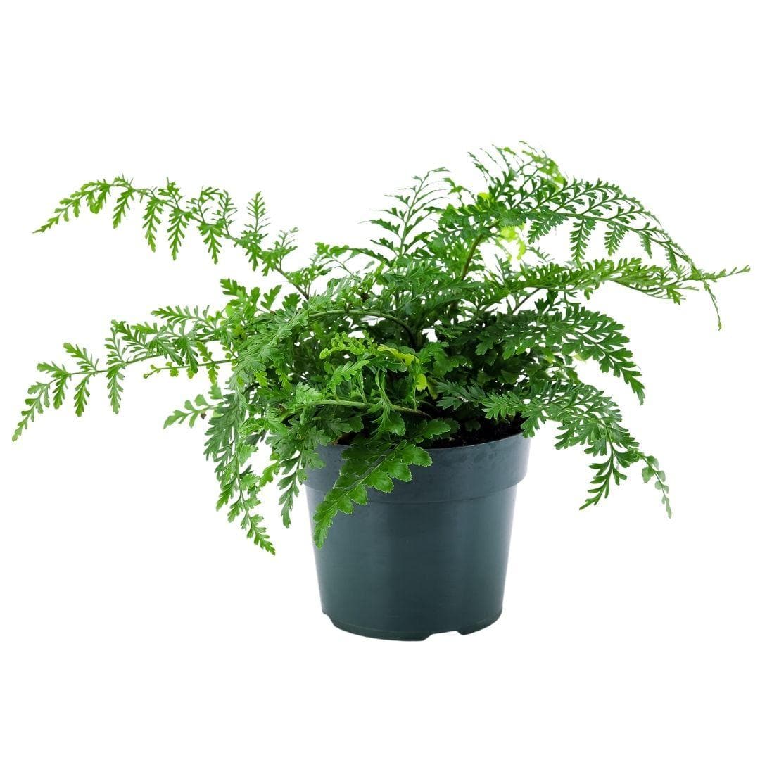 Austral Gem Fern - Green Fresh Florals + Plants