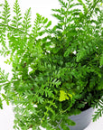 Austral Gem Fern - Green Fresh Florals + Plants