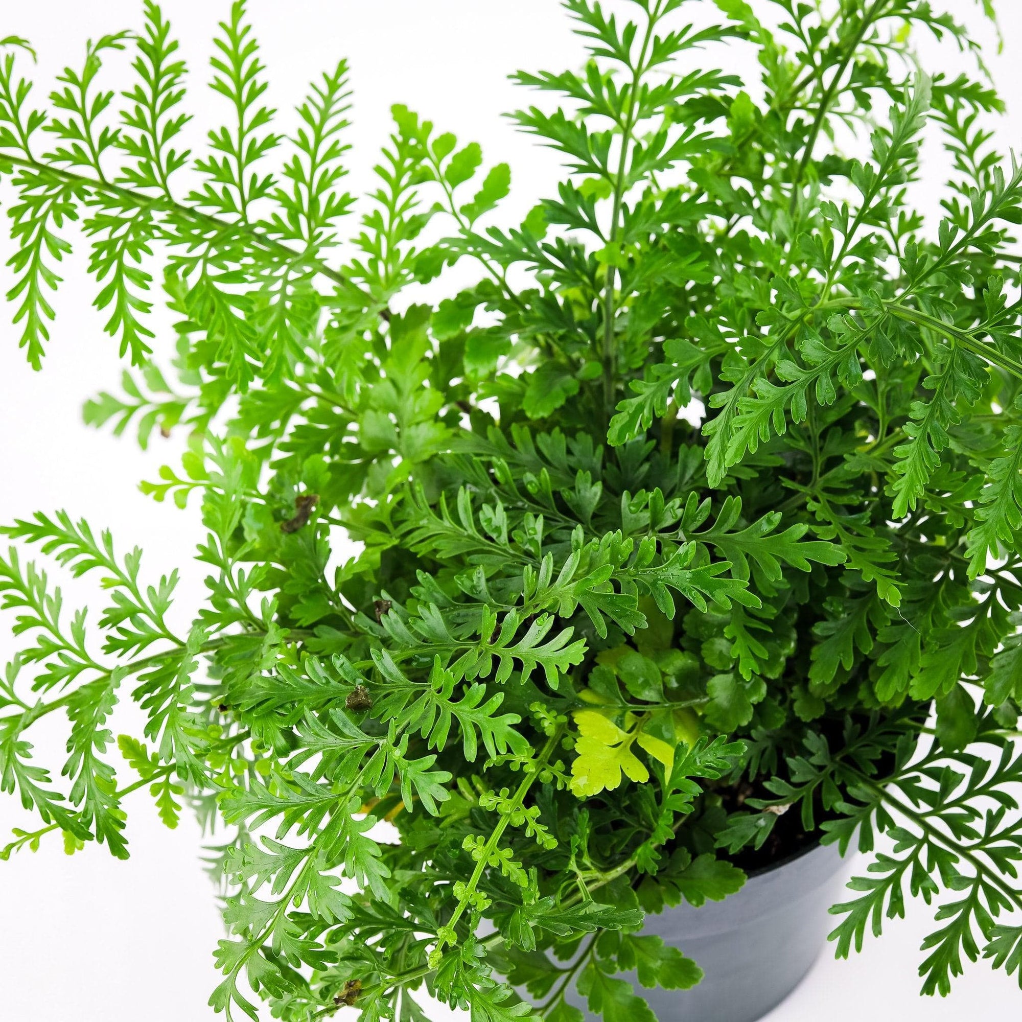 Austral Gem Fern - Green Fresh Florals + Plants