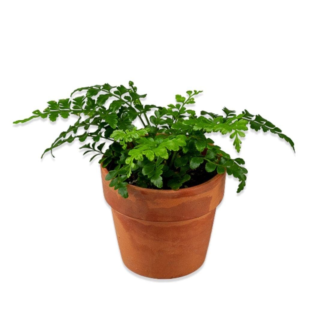 Austral Gem Fern - Green Fresh Florals + Plants