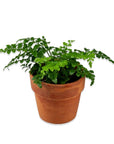 Austral Gem Fern - Green Fresh Florals + Plants