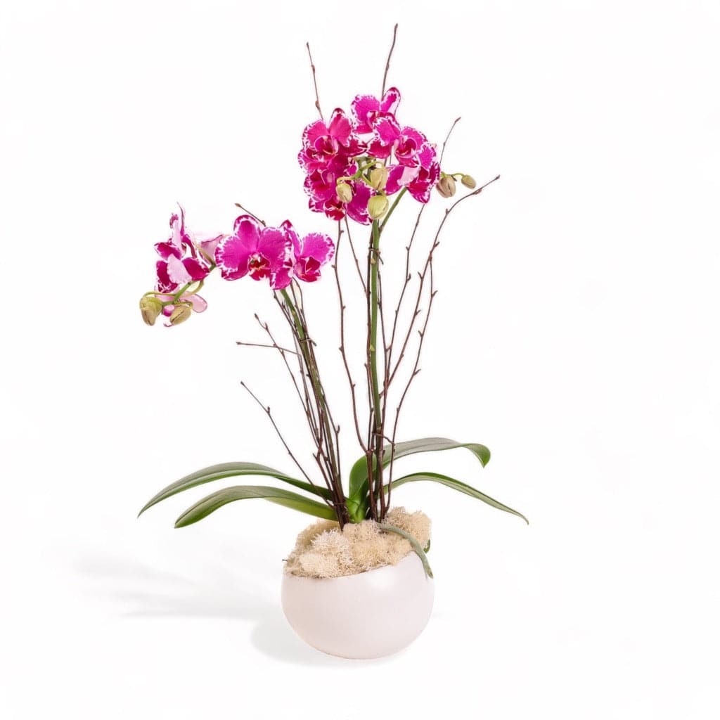 Avant-Garden Mini Orchid Planting - Green Fresh Florals + Plants