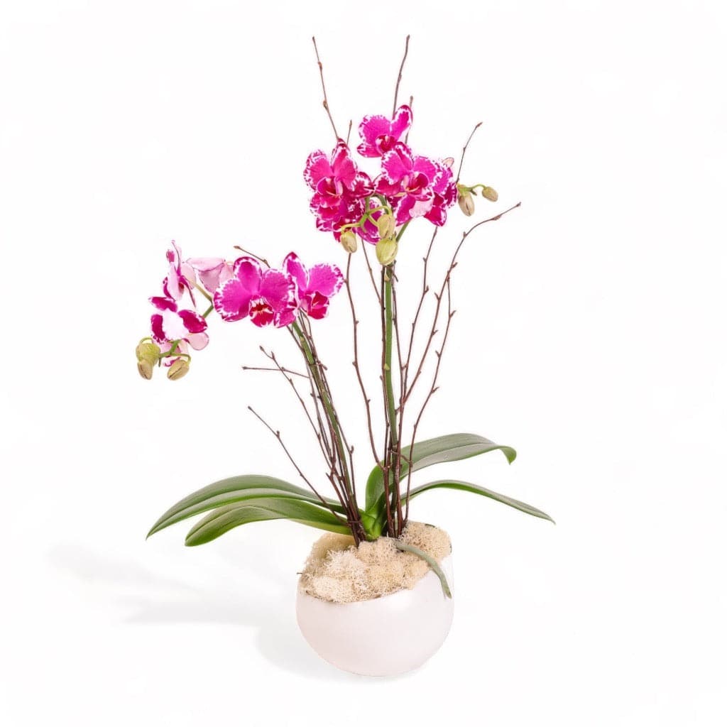 Avant-Garden Mini Orchid Planting - Green Fresh Florals + Plants